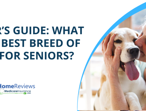 Senior’s Guide: What is the Best Breed of Dog for Seniors?
