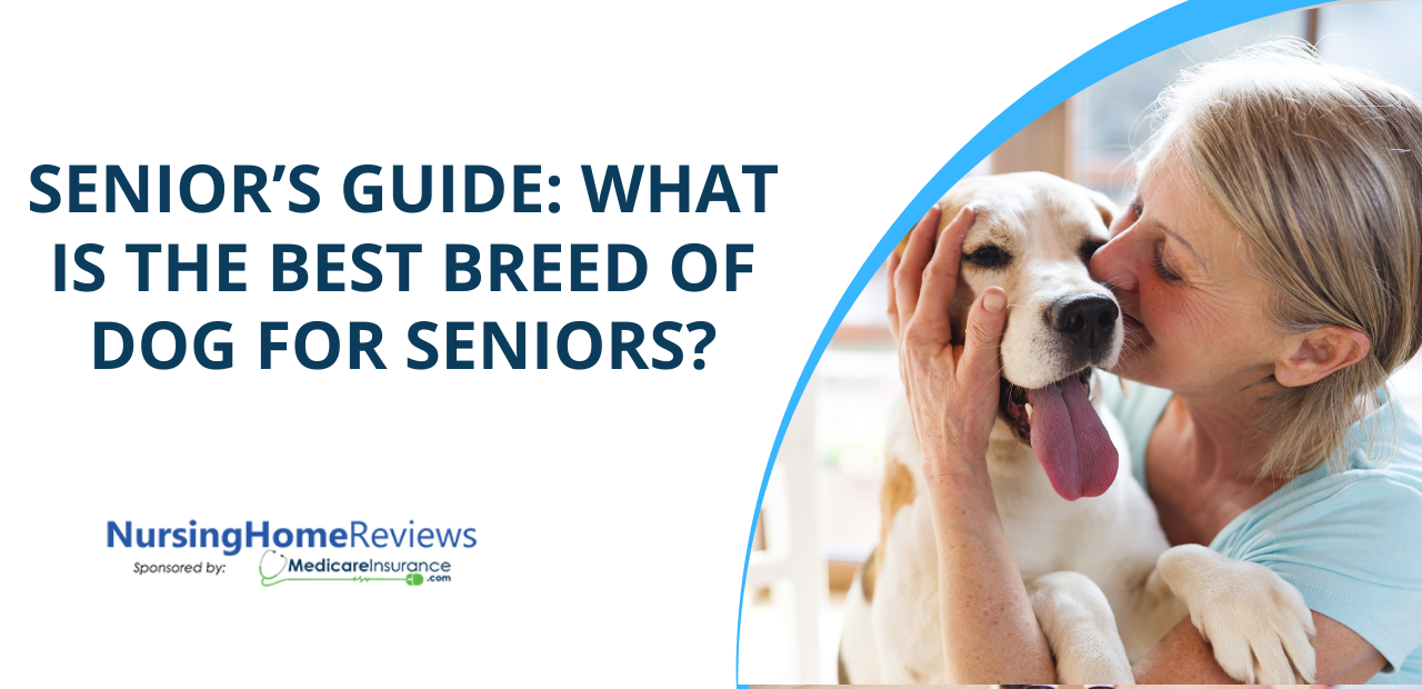 Senior’s Guide: What is the Best Breed of Dog for Seniors?